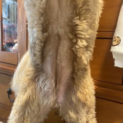 Classie Canines - Shaved one side forgot the other