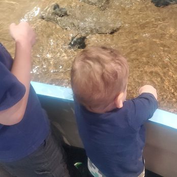 Adventure Aquarium - Child #3 enjoying the Touch Tank area - Aquariums Near Me - Camden, New Jersey Adventure Aquarium - Child #3 enjoying the Touch Tank area - Aquariums Near Me - Camden, New Jersey