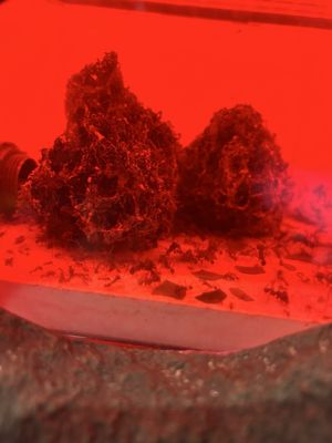 Audubon Insectarium by null