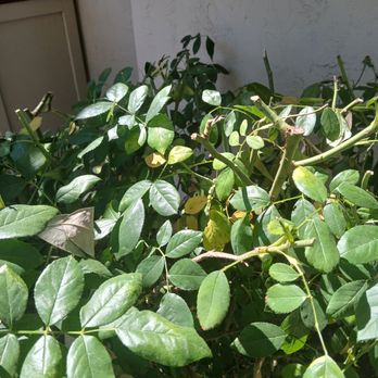 PJM Yard Maintenance - Treating a climbing rose like a bush and cutting back IN SUMMER! This plant wont be the same - Landscaping Near Me PJM Yard Maintenance - Treating a climbing rose like a bush and cutting back IN SUMMER! This plant wont be the same - Landscaping Near Me