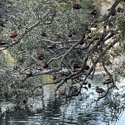 Audubon Park Loop by null