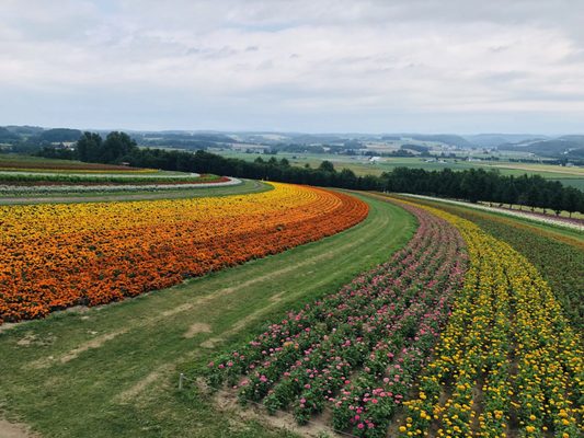 Flower Land Kamifurano by null