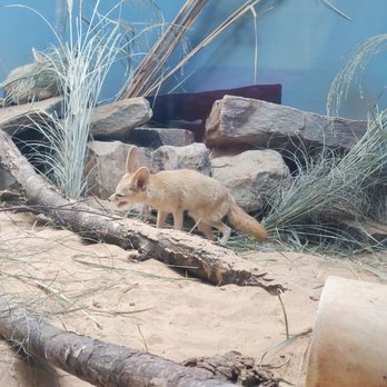 Prospect Park Zoo - Fennec fox - Zoos Near Me - Brooklyn, New York