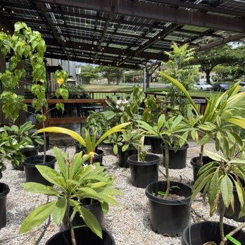 Maui Brewing Company - Trees ready for replanting - Breweries Near Me - Kihei, Hawaii Maui Brewing Company - Trees ready for replanting - Breweries Near Me - Kihei, Hawaii