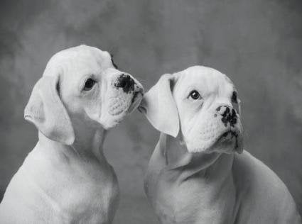 Wags to Whiskers Pet Sitting - pet boarding facility in Springfield, MA