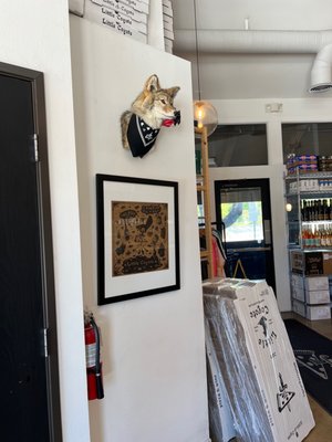 Little Coyote by null