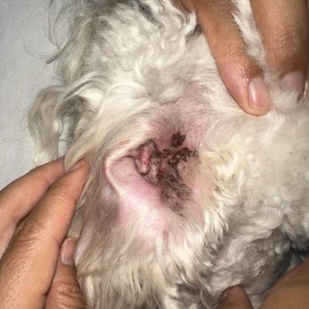 Besties DogSpa - Scabs and blood in ear - Pet Groomers Near Me - San Diego, California Besties DogSpa - Scabs and blood in ear - Pet Groomers Near Me - San Diego, California