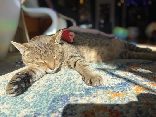 Mac Tabby Cat Cafe - Charlotte by null