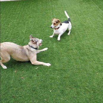 Camp Run A Mutt - Gainesville - Pet Groomers Near Me - Gainesville, Florida Camp Run A Mutt - Gainesville - Pet Groomers Near Me - Gainesville, Florida