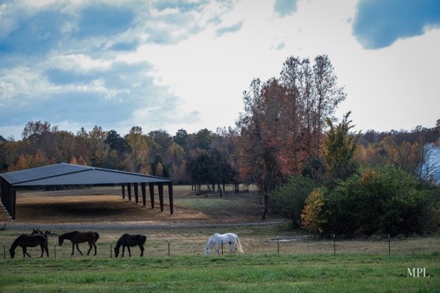 Eloraleah - equestrian in Cabot, AR