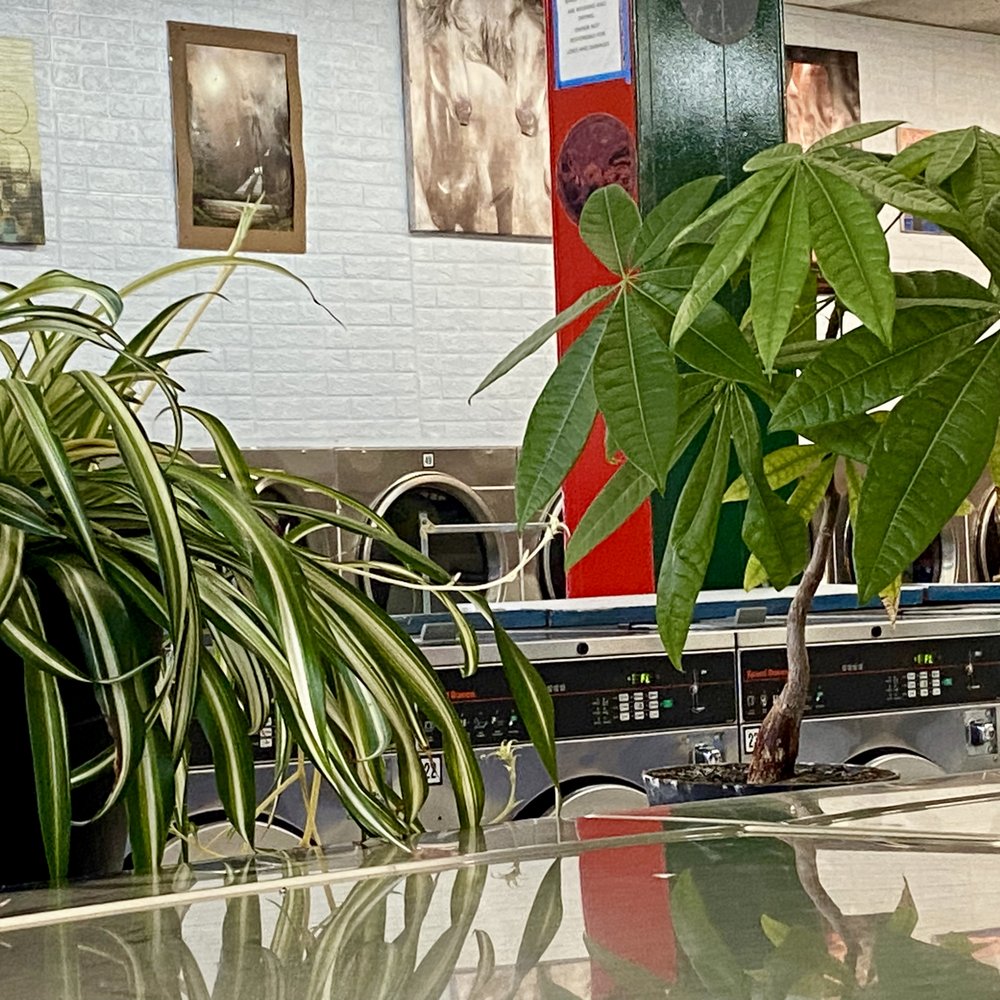 Launderland - Cared-for plants. - Laundry Services Near Me - San Francisco, California Launderland - Cared-for plants. - Laundry Services Near Me - San Francisco, California