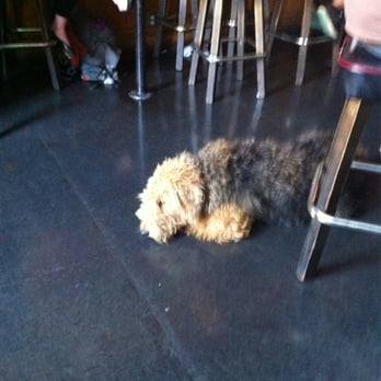 Toronado - Dog friendly - Dive Bars Near Me - San Francisco, California Toronado - Dog friendly - Dive Bars Near Me - San Francisco, California
