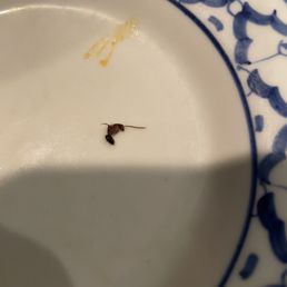 Carpenter ant in my fried rice. Carpenter ant in my fried rice.