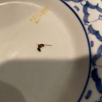 Royal Orchid Thai Cuisine - Carpenter ant in my fried rice. - Thai Near Me - Ocala, Florida Royal Orchid Thai Cuisine - Carpenter ant in my fried rice. - Thai Near Me - Ocala, Florida