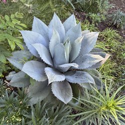 Plant Delights Nursery