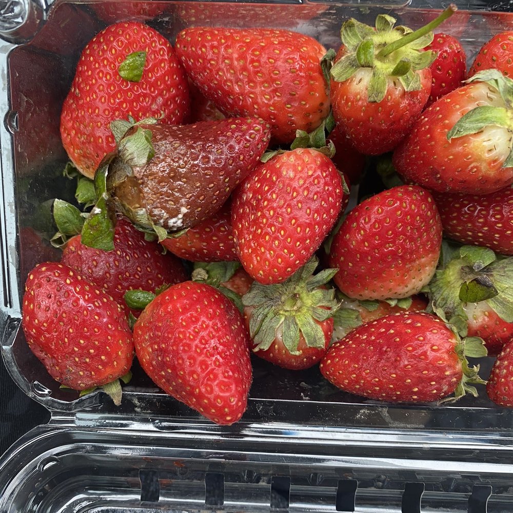 H-E-B - Mold on strawberries from curbside along with open bag of food. This should not happen and is disgusting. - Grocery Near Me - Houston, Texas H-E-B - Mold on strawberries from curbside along with open bag of food. This should not happen and is disgusting. - Grocery Near Me - Houston, Texas