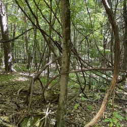 Leadmine Mountain Trail
