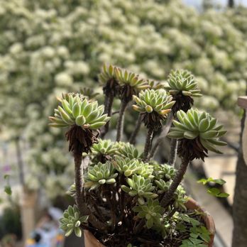 Jardines Alberto - Succulents all around - Spanish Near Me - Granada, GR