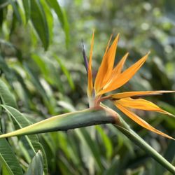 Daniel's Farm & Greenhouse - Birds of paradise