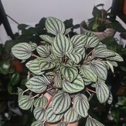 Lushes Leaves by LuLu