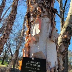 Blackstone Boulevard Walking Path - Heritage River Birch Tree