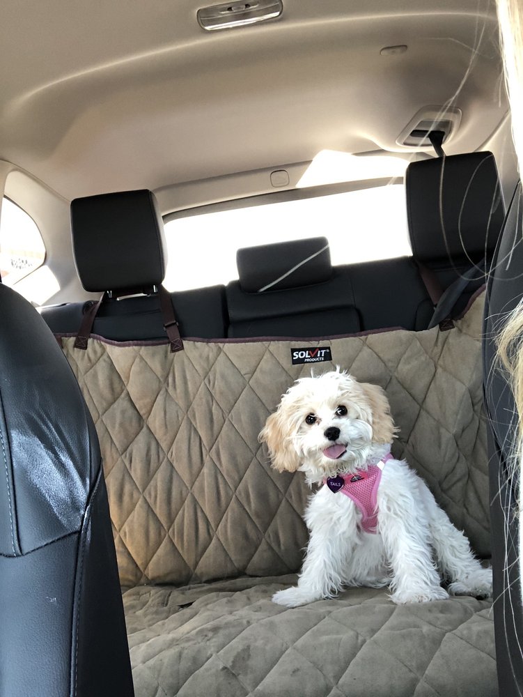 AZ DOG SPORTS Updated August 2024 28 Photos & 35 Reviews 12639 N