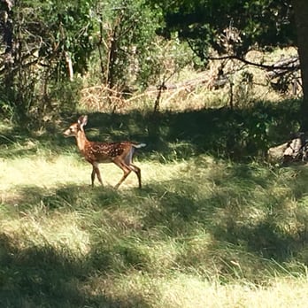 Flying L Ranch Resort - Baby white tail walking round property - Resorts Near Me - Bandera, Texas Flying L Ranch Resort - Baby white tail walking round property - Resorts Near Me - Bandera, Texas