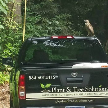 Plant and Tree Solutions - Beep! Beep! Hawk if you see us! - Tree Services Near Me Plant and Tree Solutions - Beep! Beep! Hawk if you see us! - Tree Services Near Me