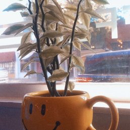 a plant in a smiley cup a plant in a smiley cup