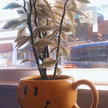 Cool Beanz Espresso Bar - a plant in a smiley cup - Coffee & Tea Near Me - Statesboro, Georgia Cool Beanz Espresso Bar - a plant in a smiley cup - Coffee & Tea Near Me - Statesboro, Georgia