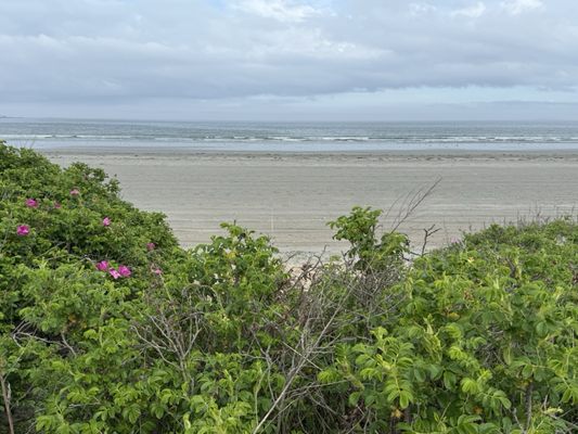 Nahant Beach by null
