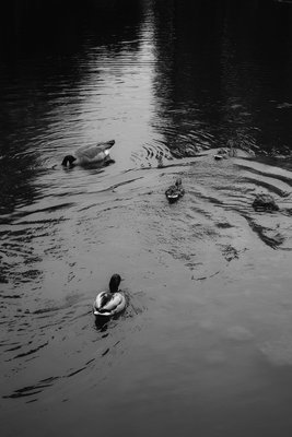 Laurelhurst Park by null