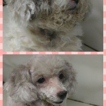 Mobile Pet Grooming - Pet Groomers Near Me Mobile Pet Grooming - Pet Groomers Near Me