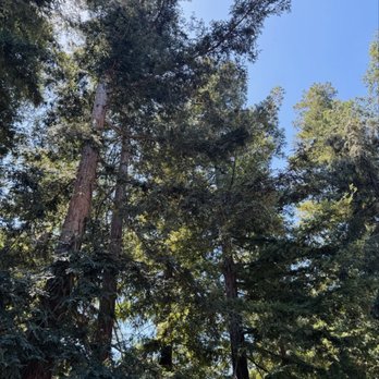 California Botanic Garden - Coastal Redwoods - Botanical Gardens Near Me - Claremont, California