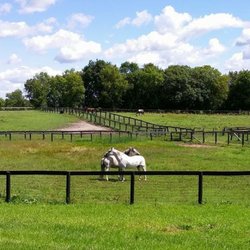 Diamond Oaks Farm - Diamond Oaks Farm - Schuck Equestrian