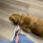 Photo of Livewell Animal Urgent Care of Goodyear