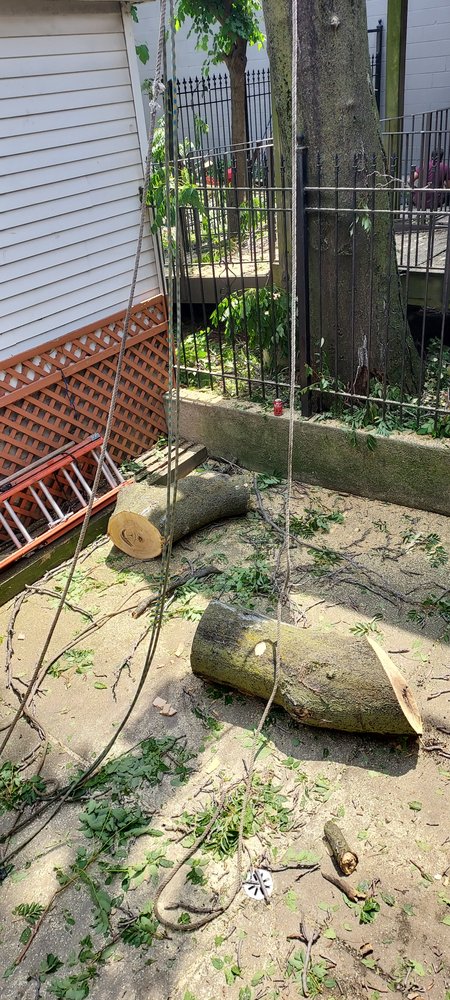 Chicago Tree Service Professionals - tree service in Chicago, IL