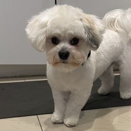 My cute and clean pup!
