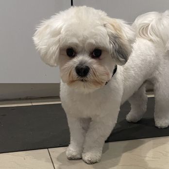 La Bone Pet Spa - My cute and clean pup! - Pet Stores Near Me - Cooper City, Florida
