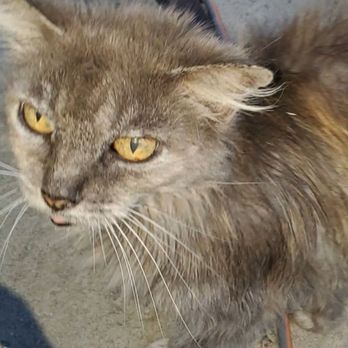 Dr Marchi - Pet Euthanasia at Home - Beautiful Stormy. Miss you. Thanks Dr.Marchi. - Veterinarians Near Me - Long Beach, California Dr Marchi - Pet Euthanasia at Home - Beautiful Stormy. Miss you. Thanks Dr.Marchi. - Veterinarians Near Me - Long Beach, California