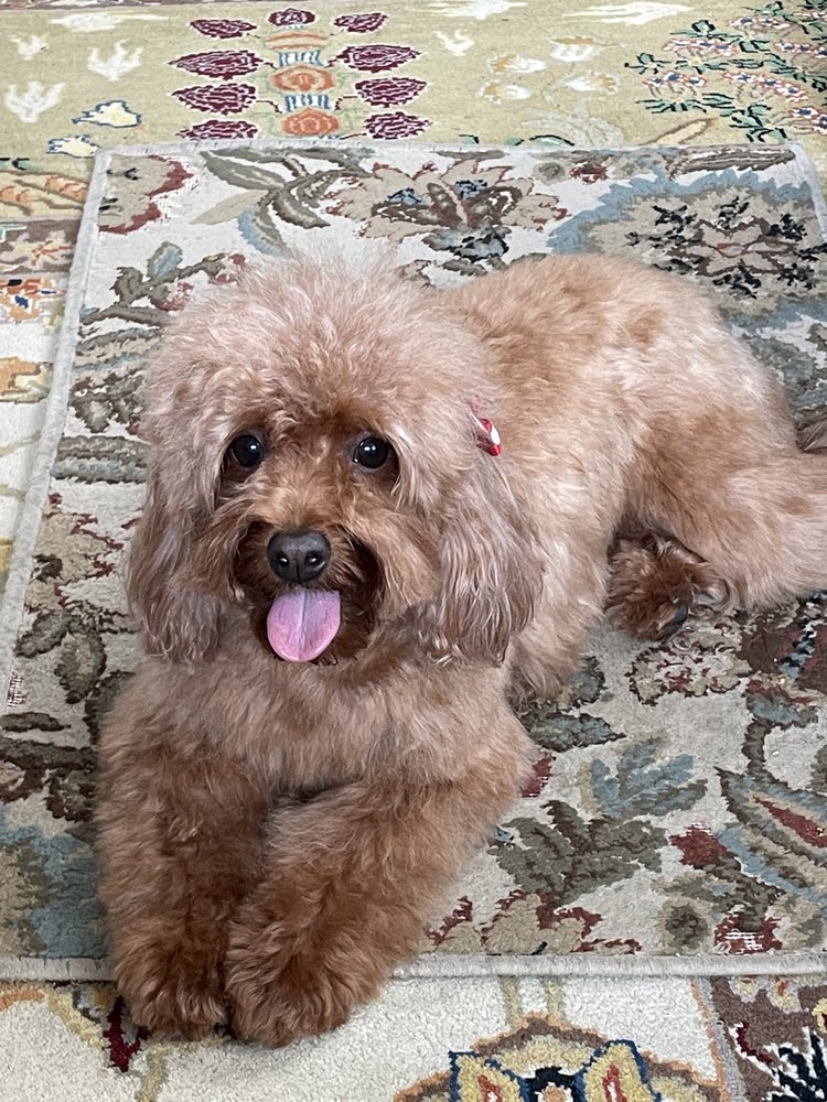 17TH STREET DOG SPAW Updated August 2024 12 Photos & 37 Reviews