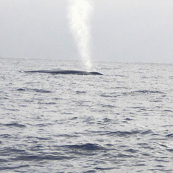 Sunset Sails - The Blue whale spout is higher and can bee seen  and can be seen from far away