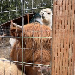 Bushel & Barrel Ciderhouse - Highland Cow