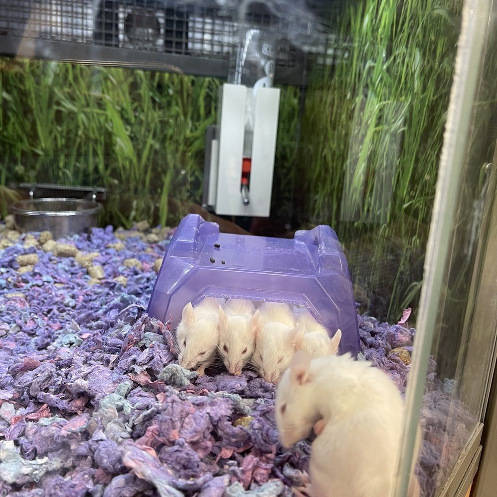 Petco - Mice - Pet Stores Near Me - Dublin, California
