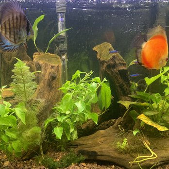 Tropical Fish World - Discus, Cardinal Tetra - Local Fish Stores Near Me - El Cerrito, California Tropical Fish World - Discus, Cardinal Tetra - Local Fish Stores Near Me - El Cerrito, California