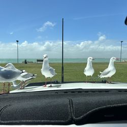 Robe Seafood & Takeaway - Our lunch companions!