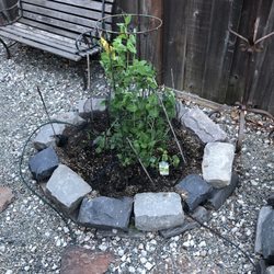 Sloat Garden Center - Sweet pea cucumber and basil