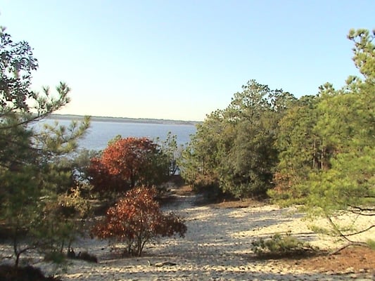 Carolina Beach State Park by null