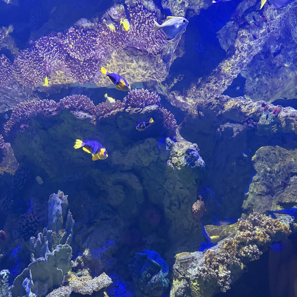 Shark Encounter - Aquariums Near Me - Orlando, Florida