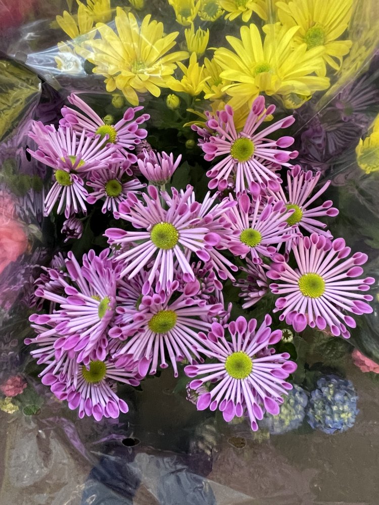 ALPINE NURSERY & GARDEN CENTER with 14 Reviews & 61 Photos 291 Main